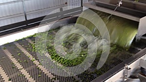 Working process of the production of green peas on cannery. Ripe green peas washing in water before preservation.