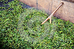 Pracovní zpra vodě sušené nebo pánev palba čaj listy na plošina 