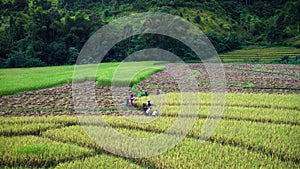 Working in rice farm
