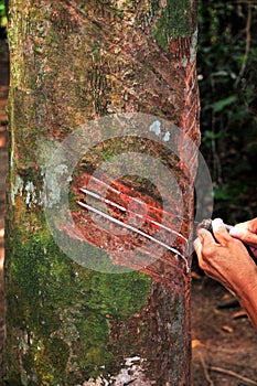 Working in a Rubber Tree photo