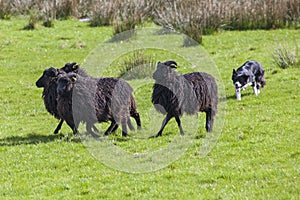 Working Sheep Dog