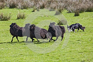 Working Sheep Dog