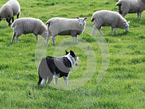 Working Sheep Dog