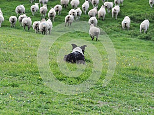 Working Sheep Dog