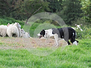 Working Sheep Dog