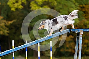 Working shetlans sheepdog breed dog running agility