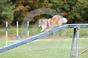 Working sable shetlans sheepdog breed dog running agility