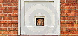 Working spaniel looking through ` a cat flap` hole in door