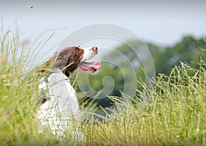 Working Springer Spaniel dog