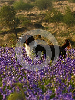 Working Springer Spaniel Dog