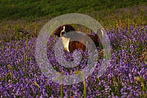 Working Springer Spaniel Dog