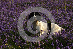 Working Springer Spaniel Dog