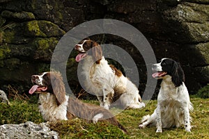 Working Springer Spaniel Dogs