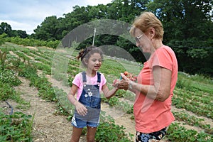 Working in the Strawberries Field