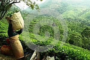 Working at tea plantation