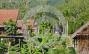 Working Thai farm, experience crop growing, elephants behaviour and Thai lifestyle.