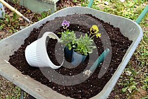 Working truck with soil, fertilizer, pot, flower sprouts and garden tool outside