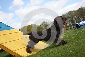 Working type cocker spaniel pet gundog standing on an agility co