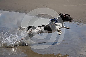 A working type engish springer spaniel pet gundog jumping on a sandy beach