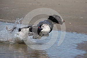 A working type engish springer spaniel pet gundog jumping on a sandy beach