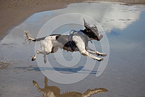 A working type engish springer spaniel pet gundog jumping on a sandy beach