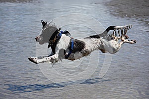 A working type engish springer spaniel pet gundog jumping on a sandy beach