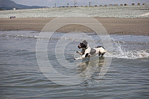 A working type engish springer spaniel pet gundog jumping into the sea on a sandy beach