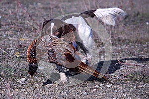 A working type english springer spaniel carrying a pheasant