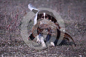 A working type english springer spaniel carrying a pheasant
