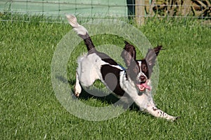 Working type english springer spaniel doing agility