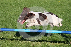 working type english springer spaniel doing agility