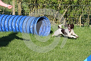 Working type english springer spaniel doing agility