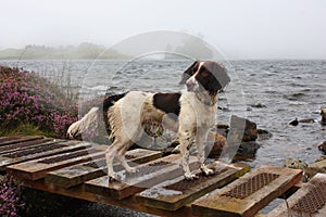 A working type english springer spaniel by a lake