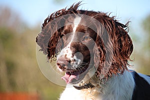 Working type english springer spaniel pet gundog with big ears