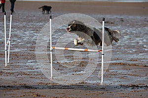 A working type english springer spaniel pet gundog doing agility jumps on a sandy beach
