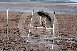 A working type english springer spaniel pet gundog doing agility jumps on a sandy beach