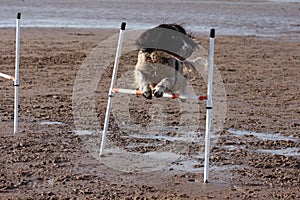 A working type english springer spaniel pet gundog doing agility jumps on a sandy beach