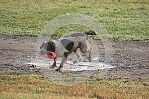 Working type english springer spaniel pet gundog with frisbee in