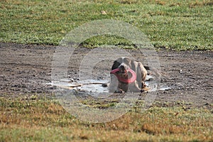 Working type english springer spaniel pet gundog with frisbee in