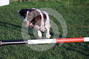 A Working type english springer spaniel pet gundog jumping an agility jump