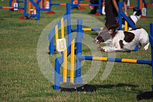 A working type english springer spaniel pet gundog jumping an agility jump