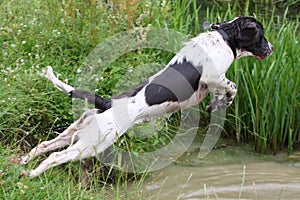 A working type english springer spaniel pet gundog jumping into water