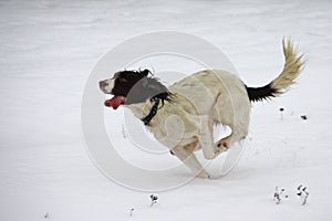A working type english springer spaniel pet gundog running in snow