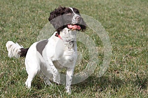 A working type english springer spaniel pet gundog waiting patiently on a shoot photo