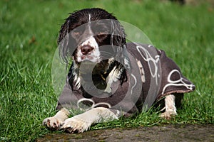 A working type english springer spaniel pet gundog wearing a coat