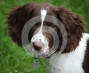 A working type english springer spaniel puppy