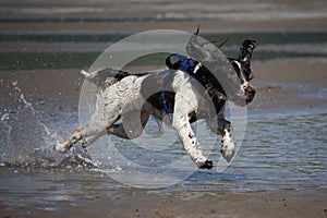 Working type english springer spaniel running on a