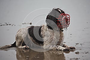 A working type english springer spaniel wearing a red muzzle on a beach