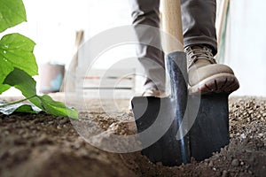 Working in vegetable garden, foot spade the soil