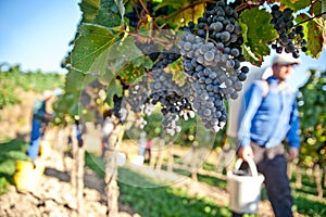 Working in the Vineyard